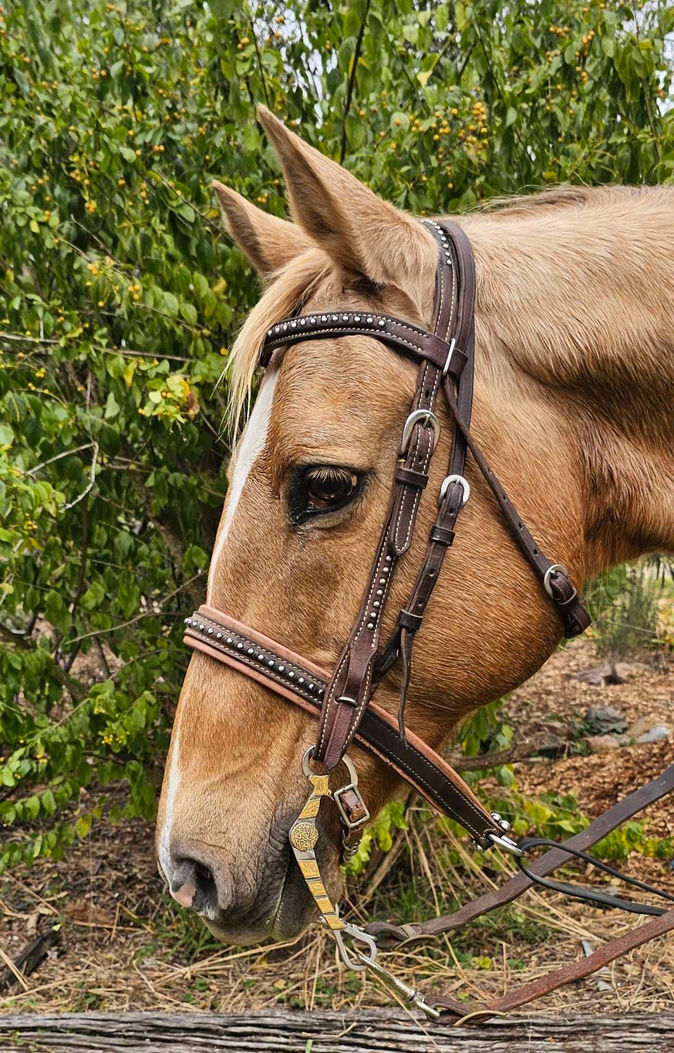 Dustybutts ‘Tanami’ Ported Grazing / Roping Bit - Dustybutts Australia