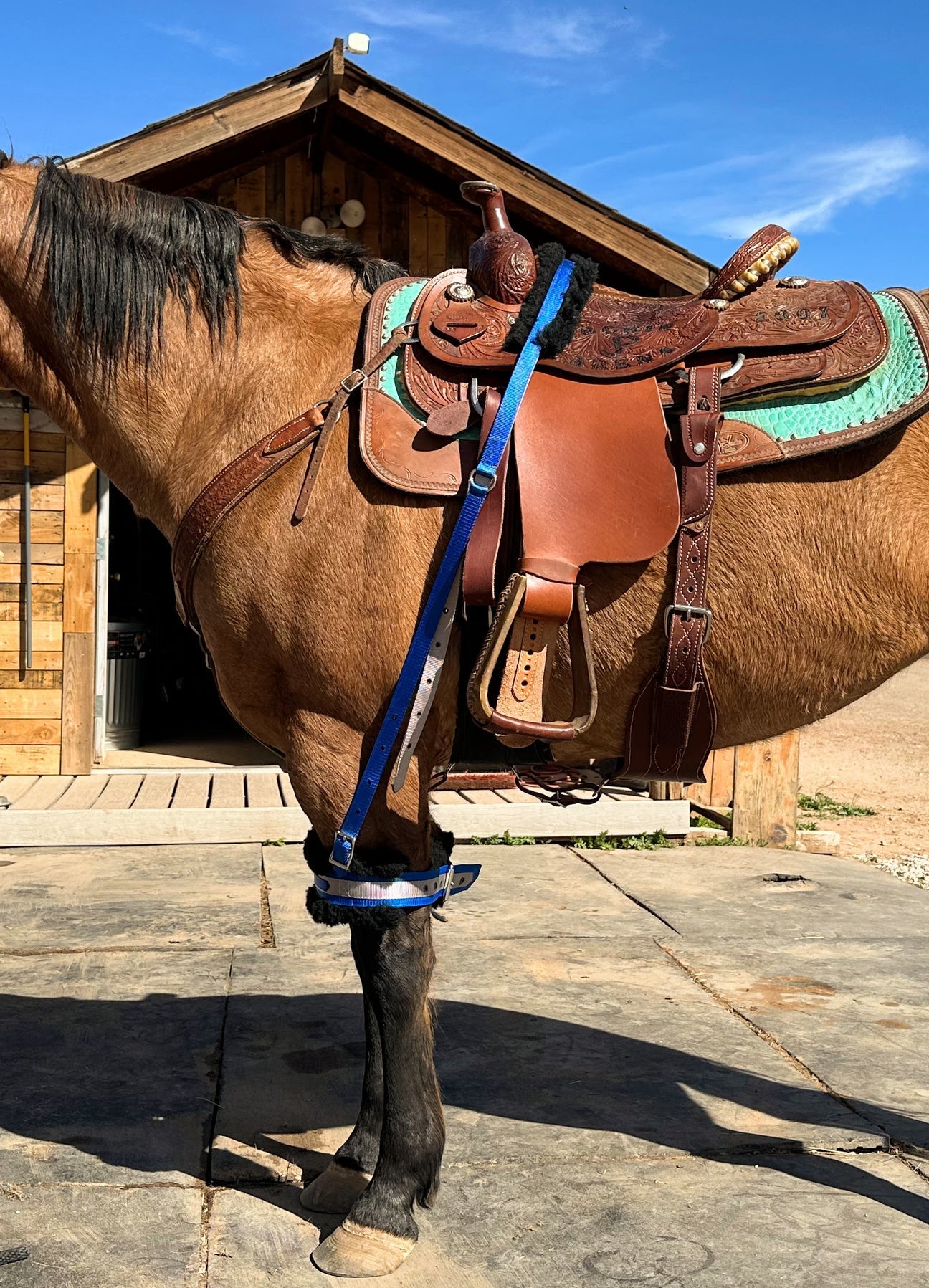 Equine Supply Stall Hobbles - Dustybutts Australia