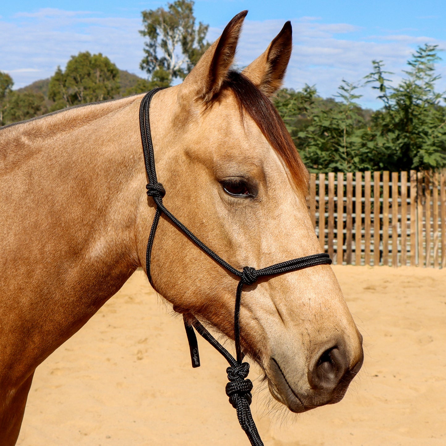 Dustybutts Marine Grade Rope Halter With Matching Lead // Black