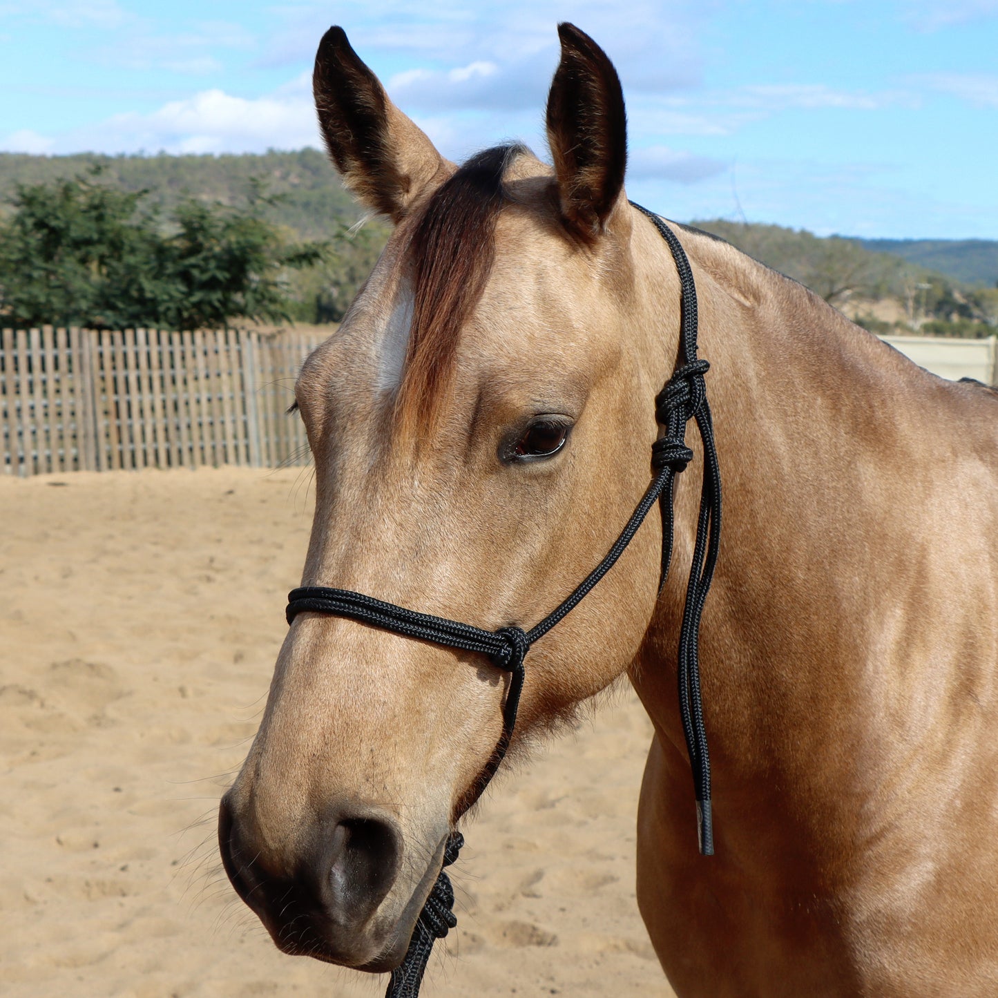 Dustybutts Marine Grade Rope Halter With Matching Lead // Black