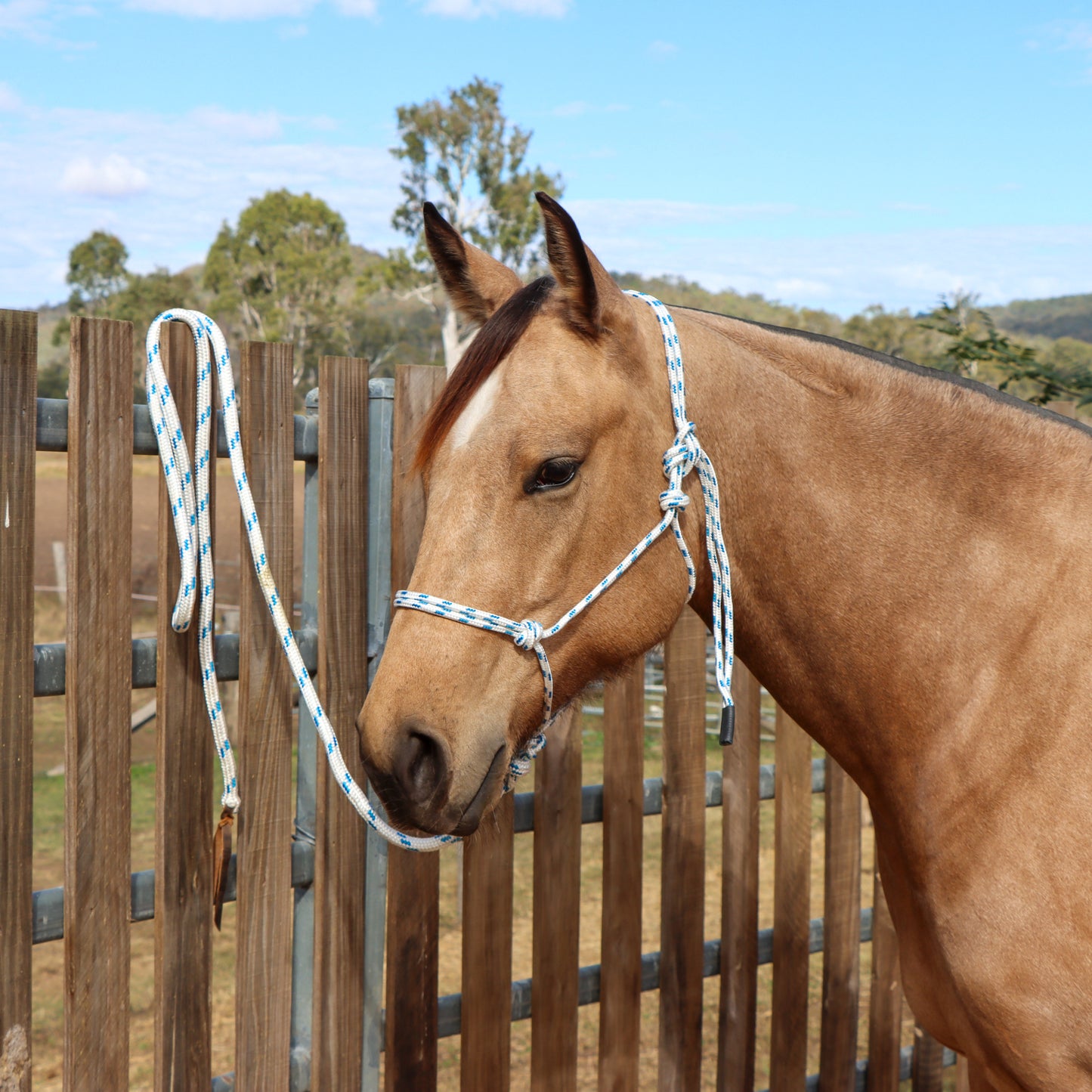 Dustybutts Marine Grade Rope Halter With Matching Lead // White