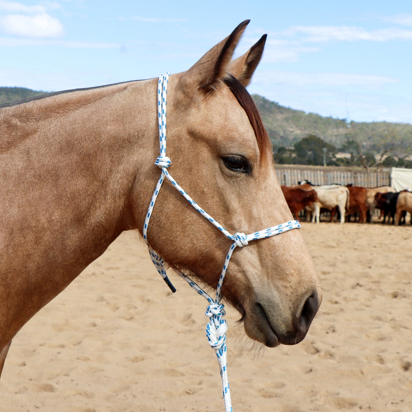 Dustybutts Marine Grade Rope Halter With Matching Lead // White