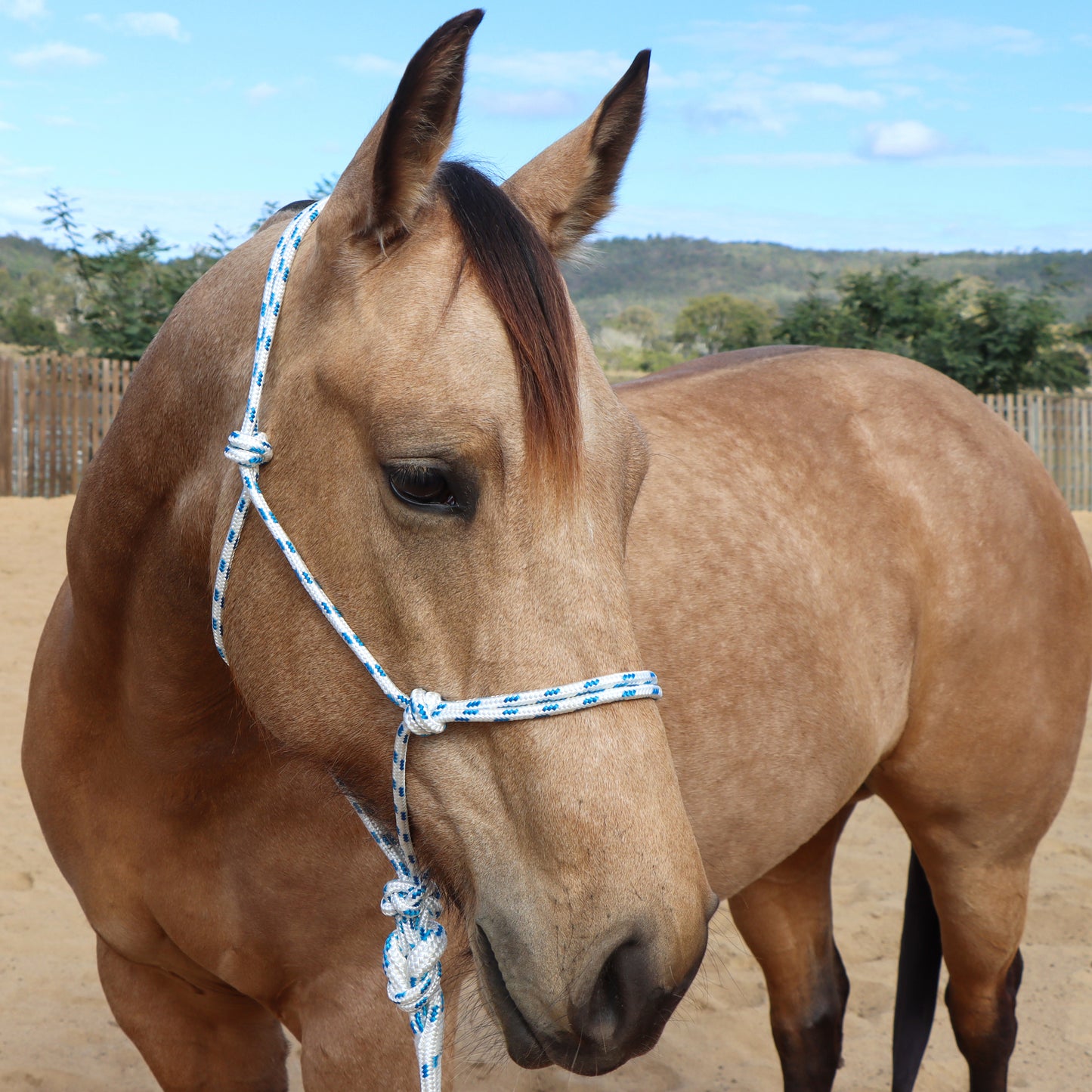 Dustybutts Marine Grade Rope Halter With Matching Lead // White
