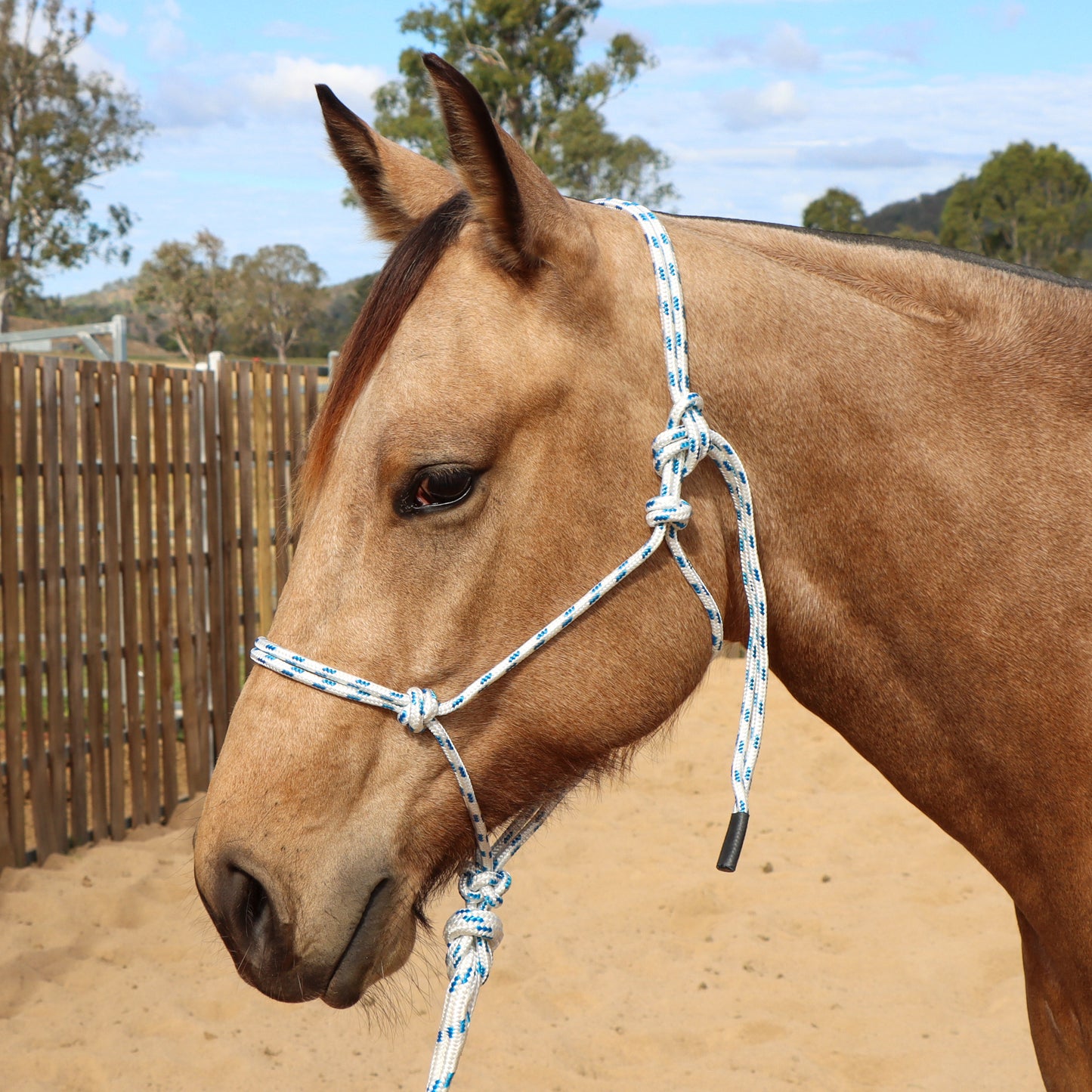 Dustybutts Marine Grade Rope Halter With Matching Lead // White