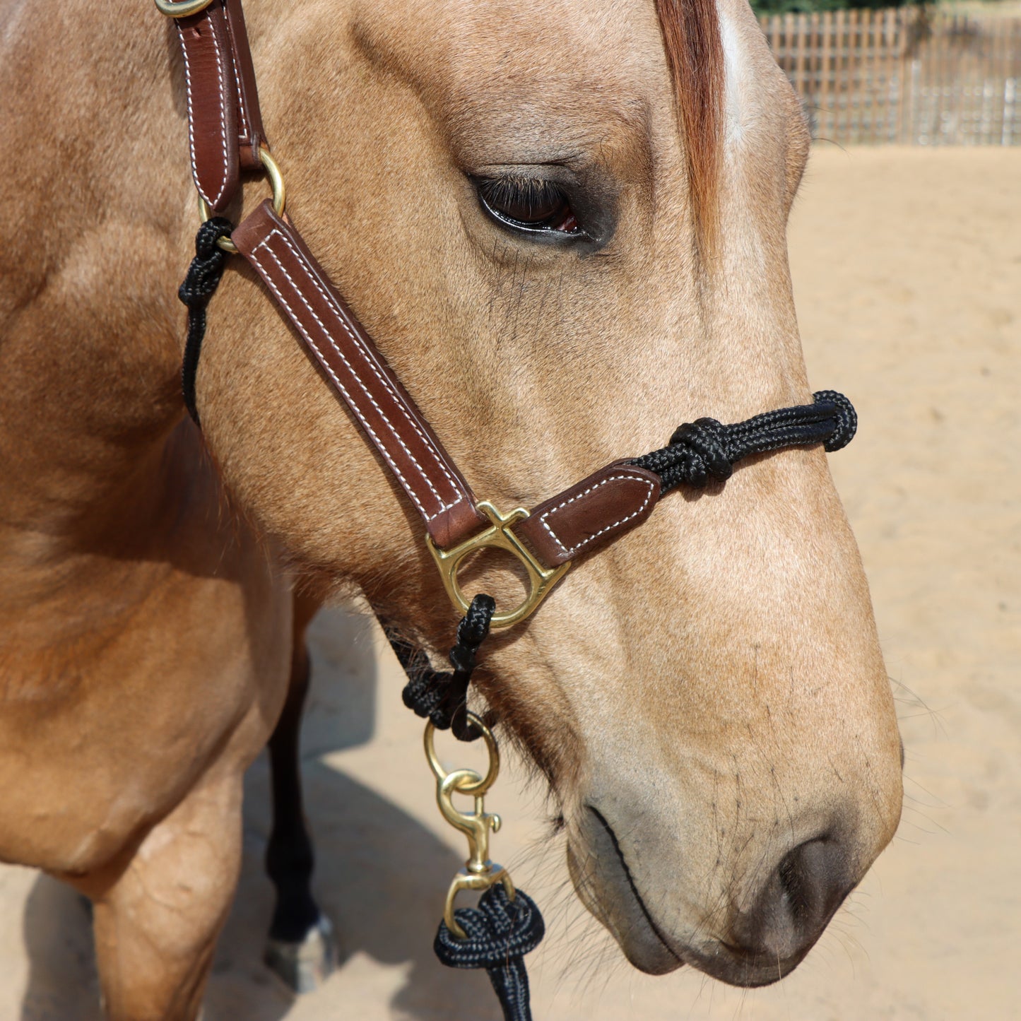Dustybutts Hybrid Halter With Marine Grade Lead Rope // Black