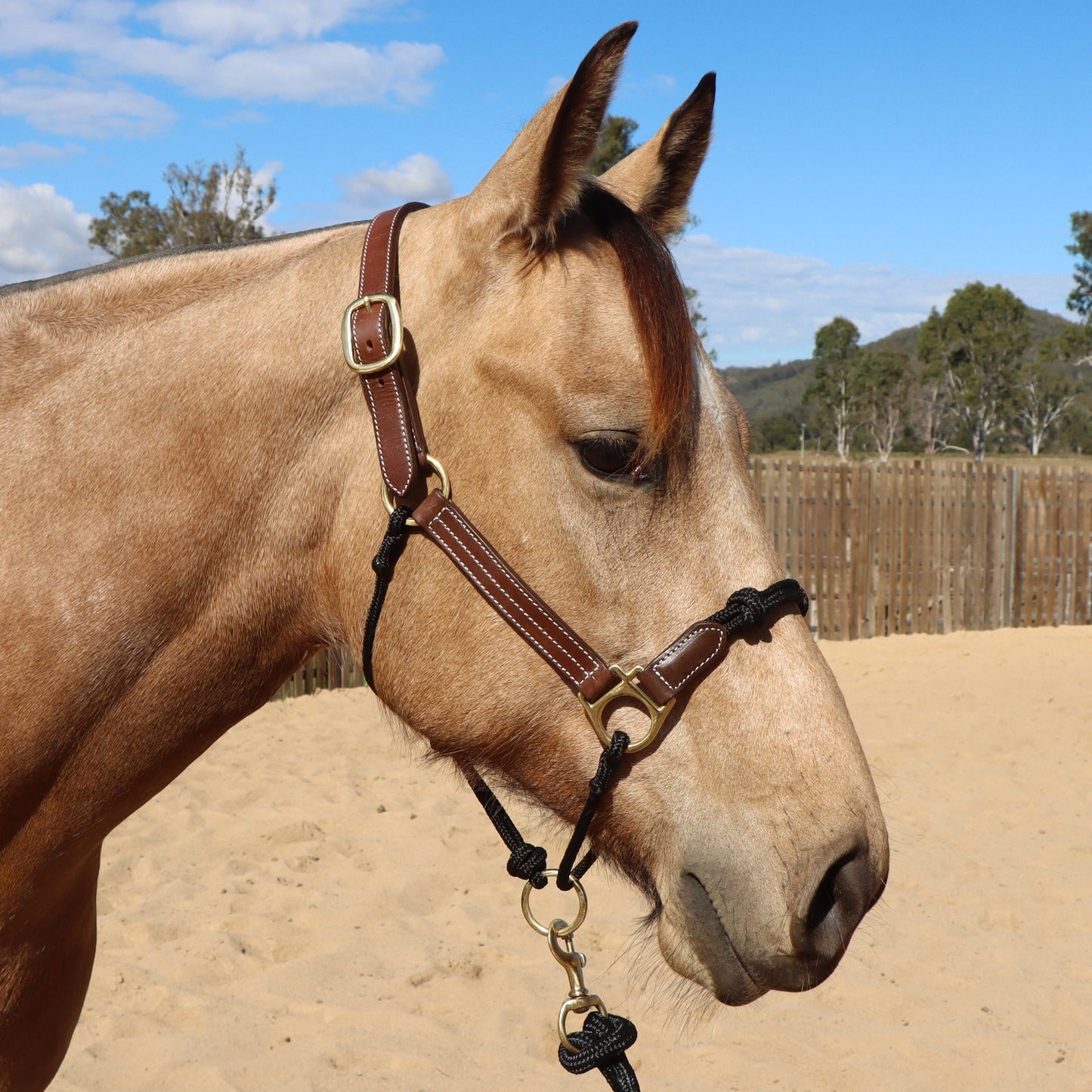 Dustybutts Hybrid Halter With Marine Grade Lead Rope // Black