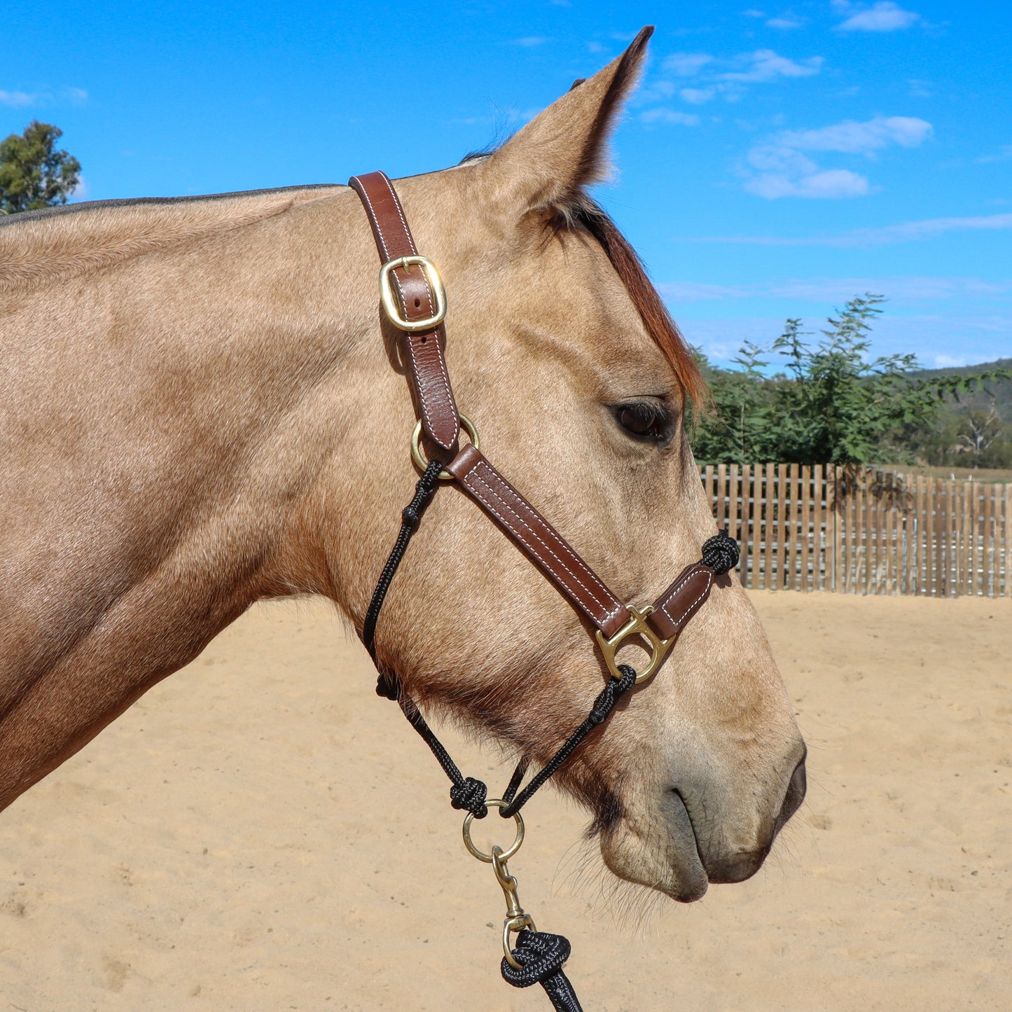 Dustybutts Hybrid Halter With Marine Grade Lead Rope // Black
