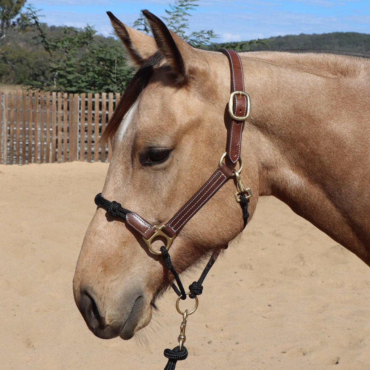 Dustybutts Hybrid Halter With Marine Grade Lead Rope // Black