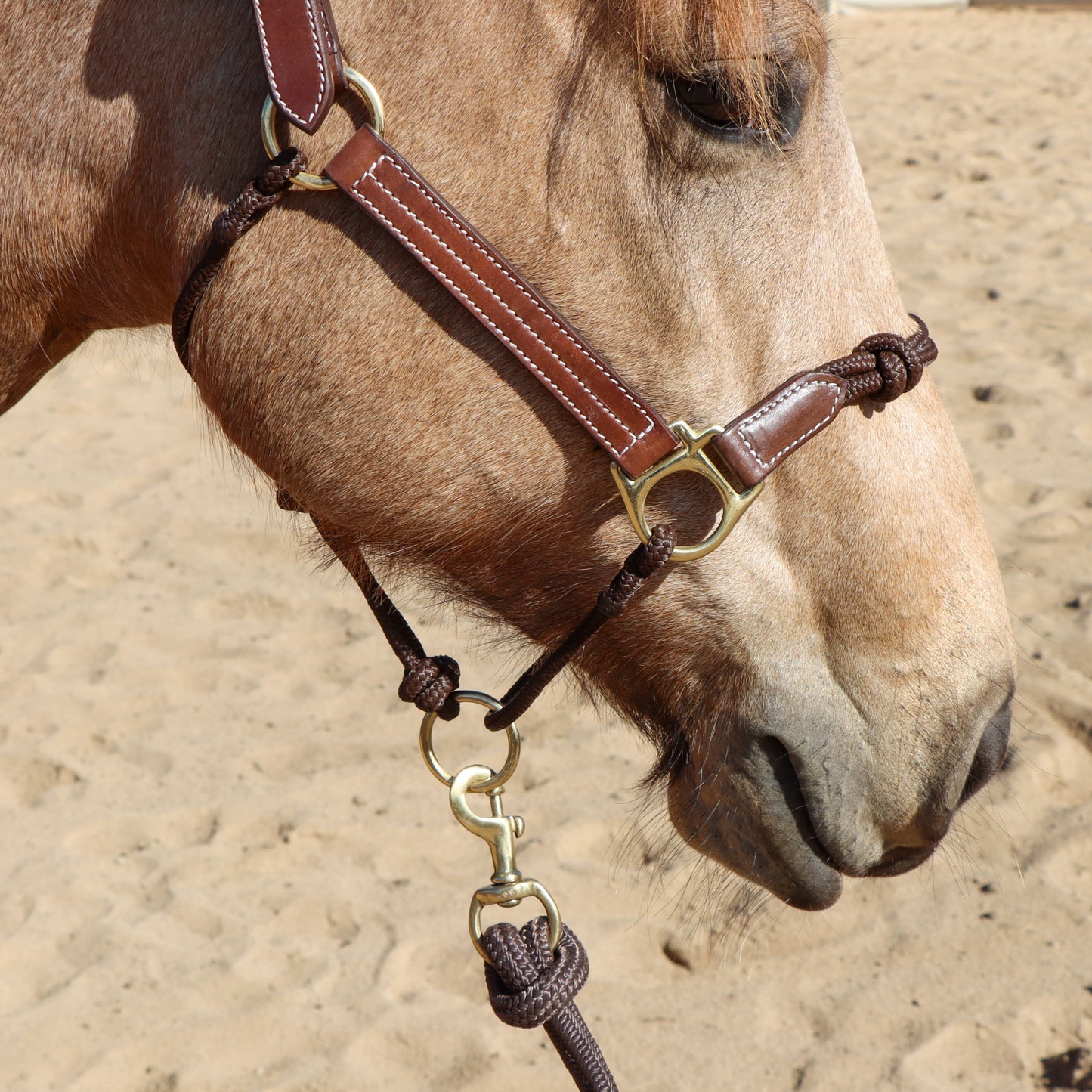 Dustybutts Hybrid Halter With Marine Grade Lead Rope // Brown