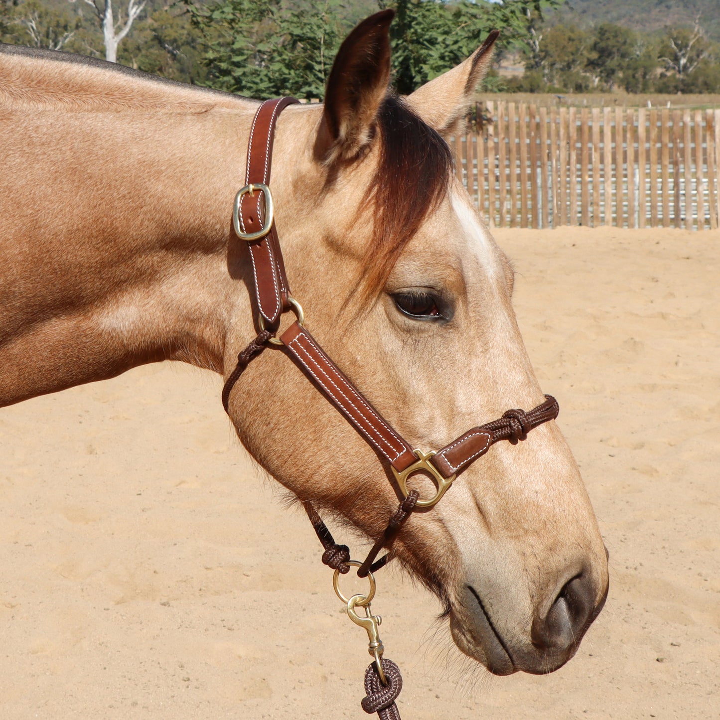 Dustybutts Hybrid Halter With Marine Grade Lead Rope // Brown