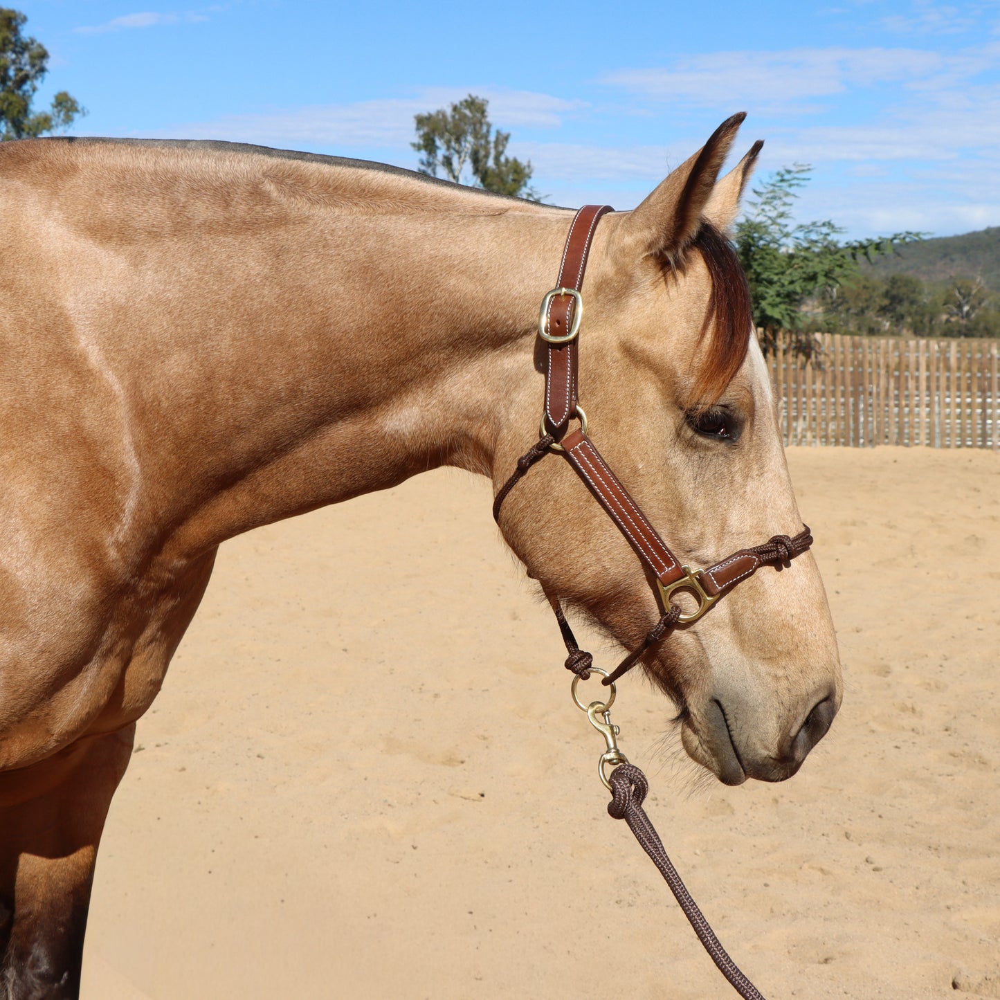 Dustybutts Hybrid Halter With Marine Grade Lead Rope // Brown