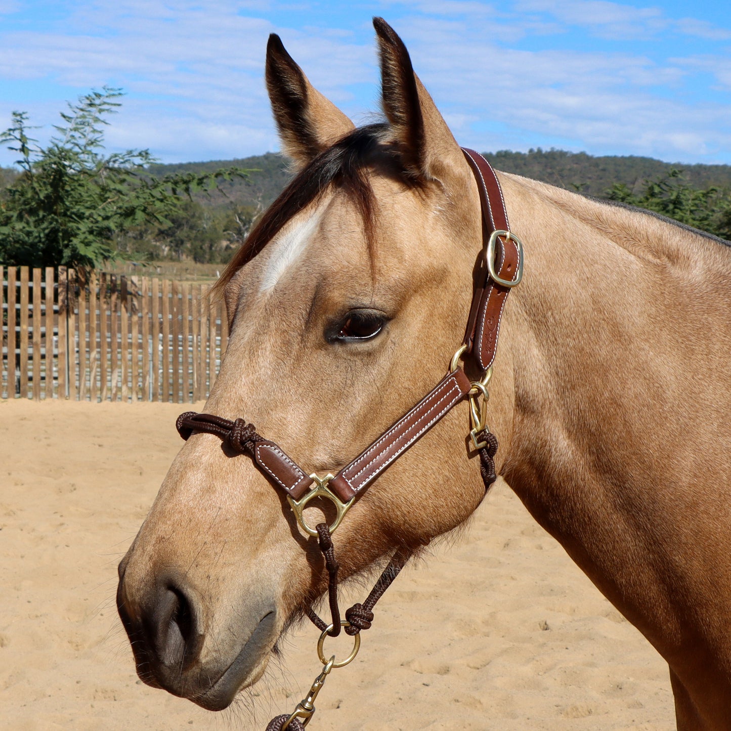 Dustybutts Hybrid Halter With Marine Grade Lead Rope // Brown