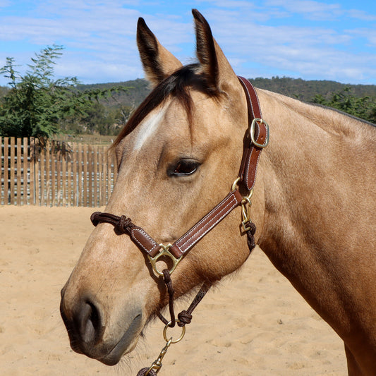 Dustybutts Hybrid Halter With Marine Grade Lead Rope // Brown