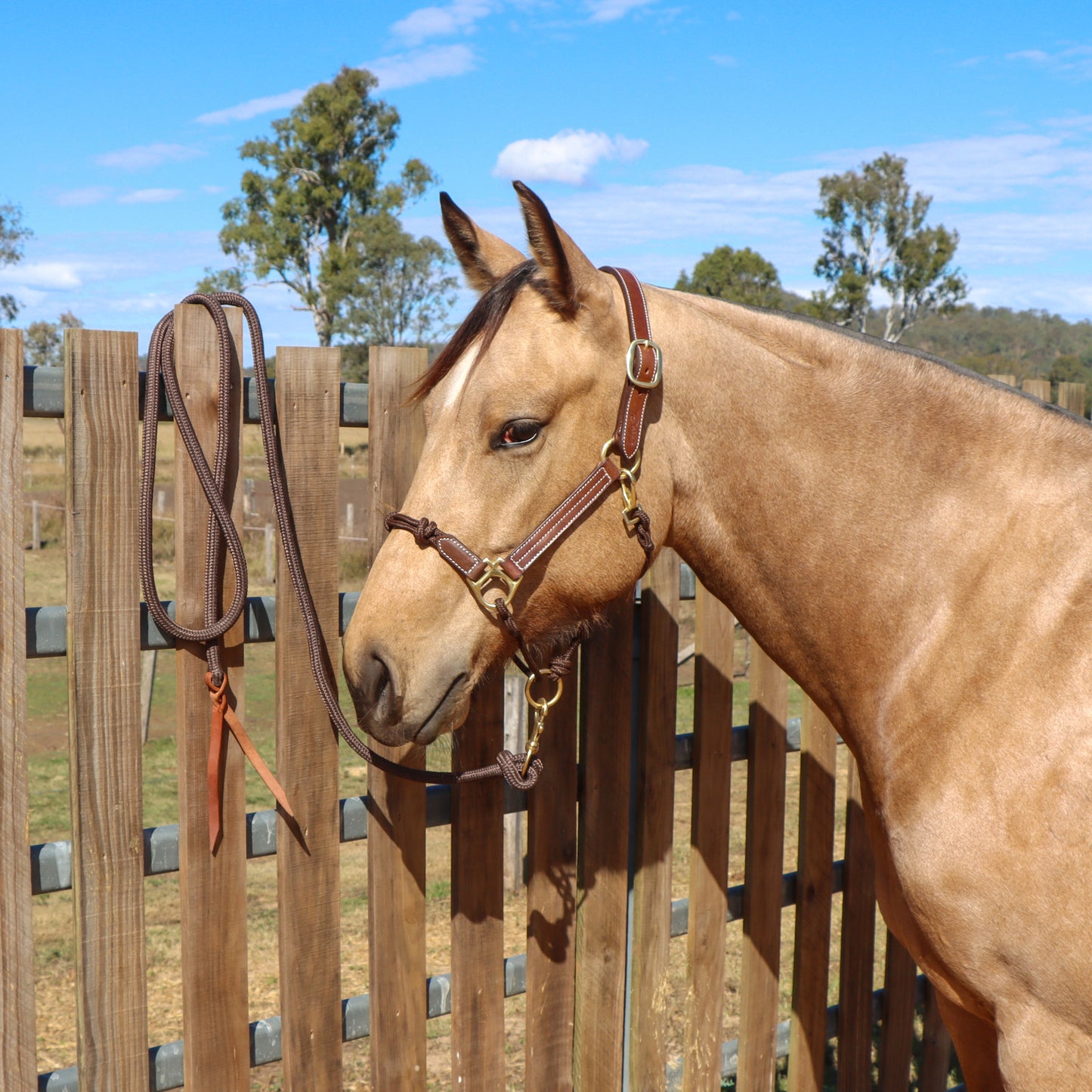Dustybutts Hybrid Halter With Marine Grade Lead Rope // Brown