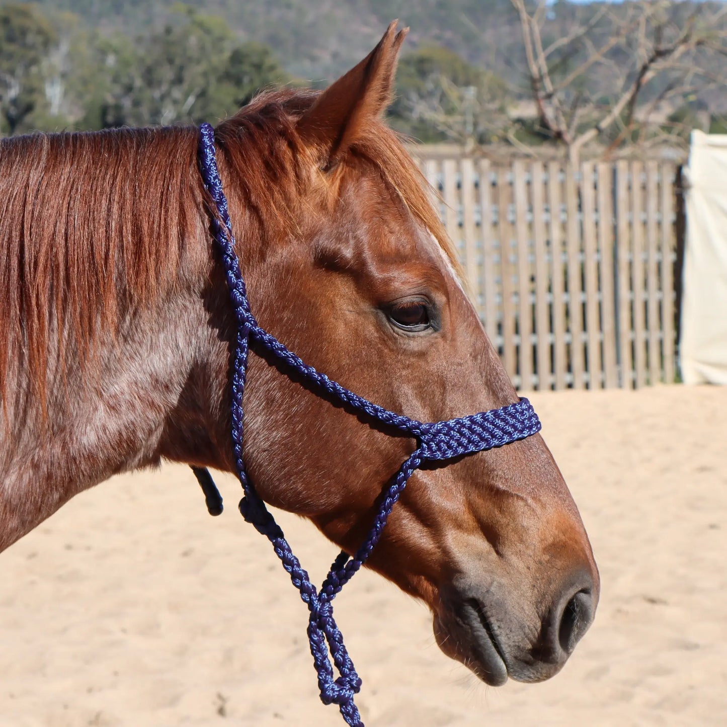 Dustybutts Flat Braid Mule Tape Halter // Navy