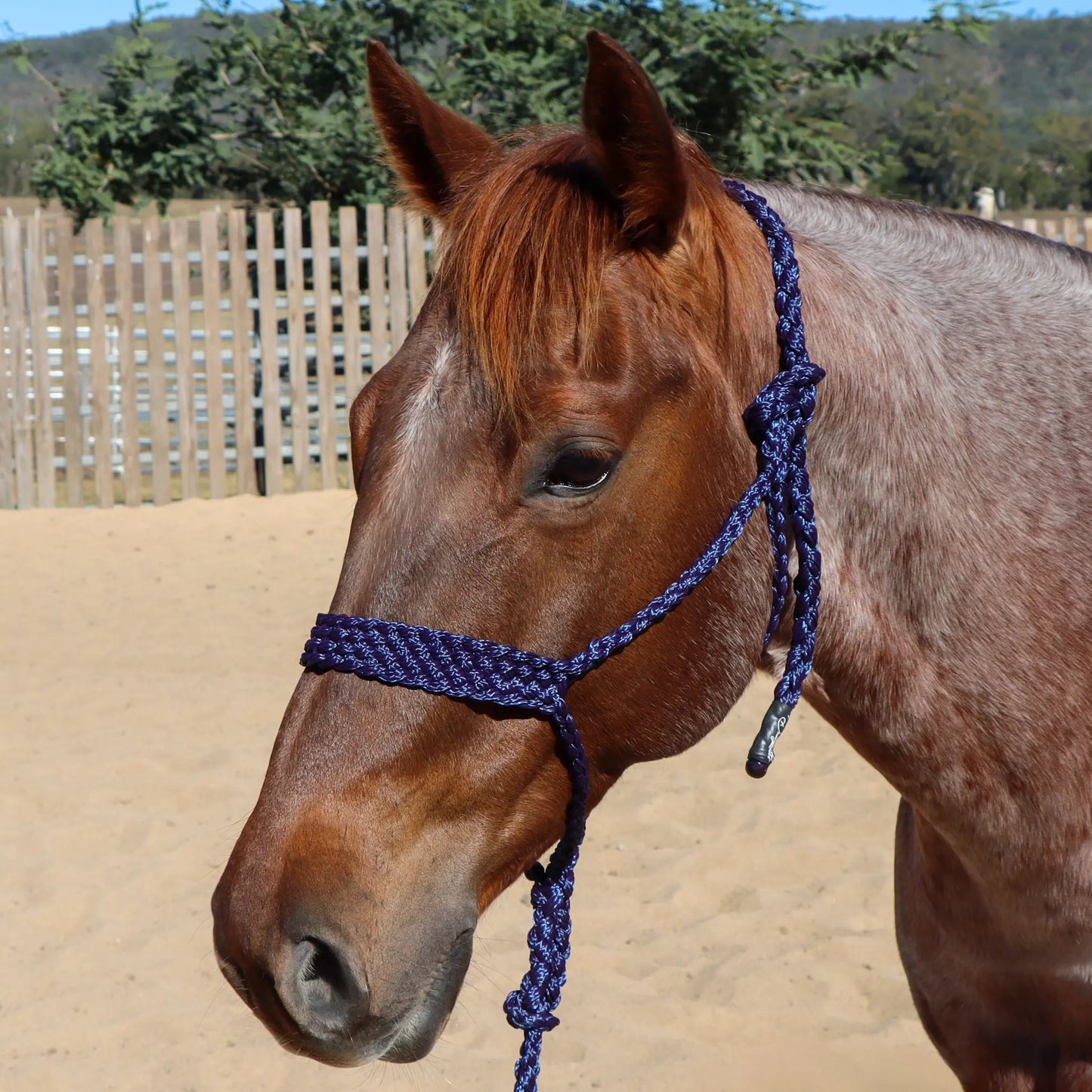 Dustybutts Flat Braid Mule Tape Halter // Navy