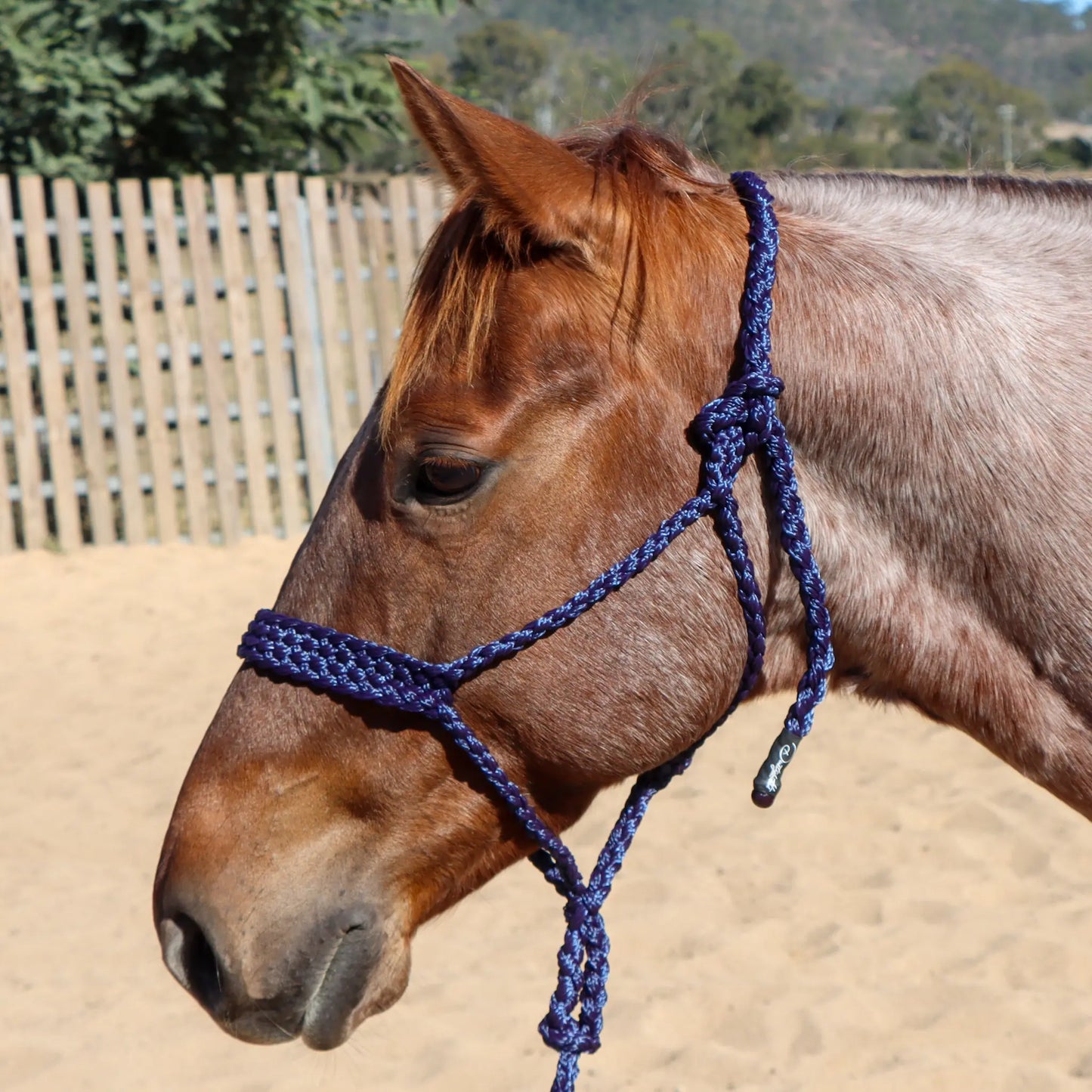 Dustybutts Flat Braid Mule Tape Halter // Navy