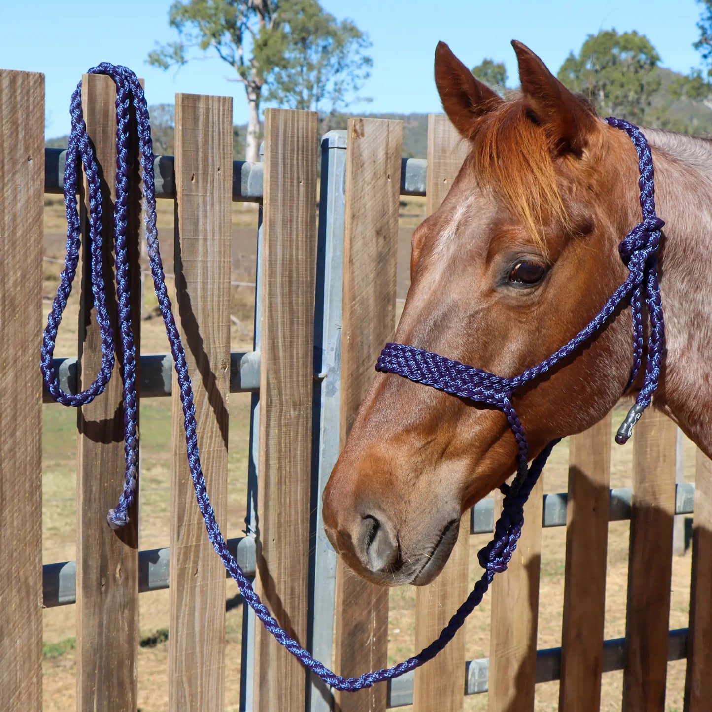 Dustybutts Flat Braid Mule Tape Halter // Navy