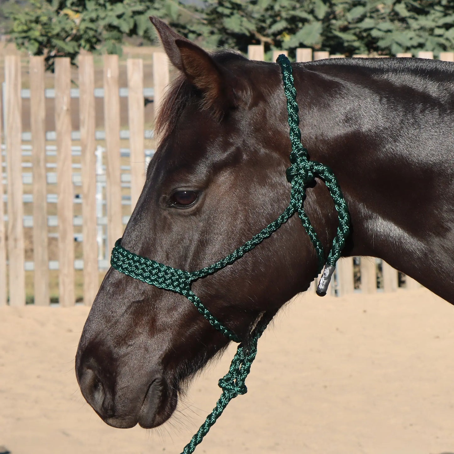 Dustybutts Flat Braid Mule Tape Halter // Hunter Green
