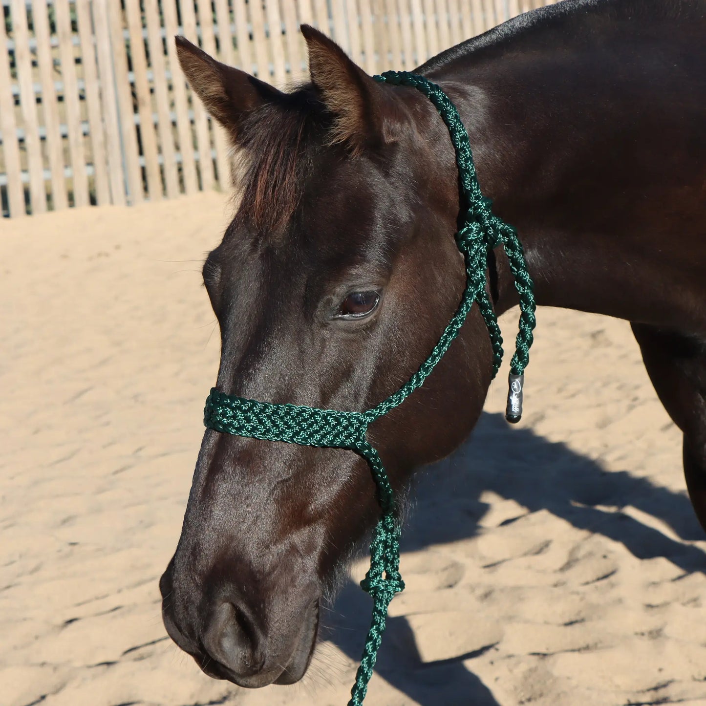 Dustybutts Flat Braid Mule Tape Halter // Hunter Green