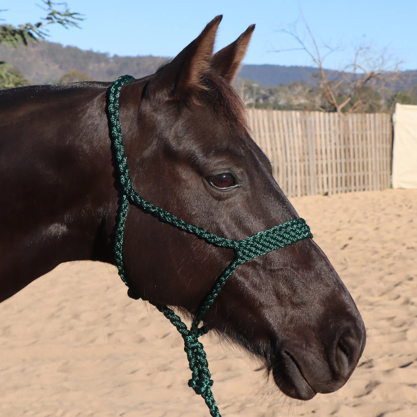 Dustybutts Flat Braid Mule Tape Halter // Hunter Green