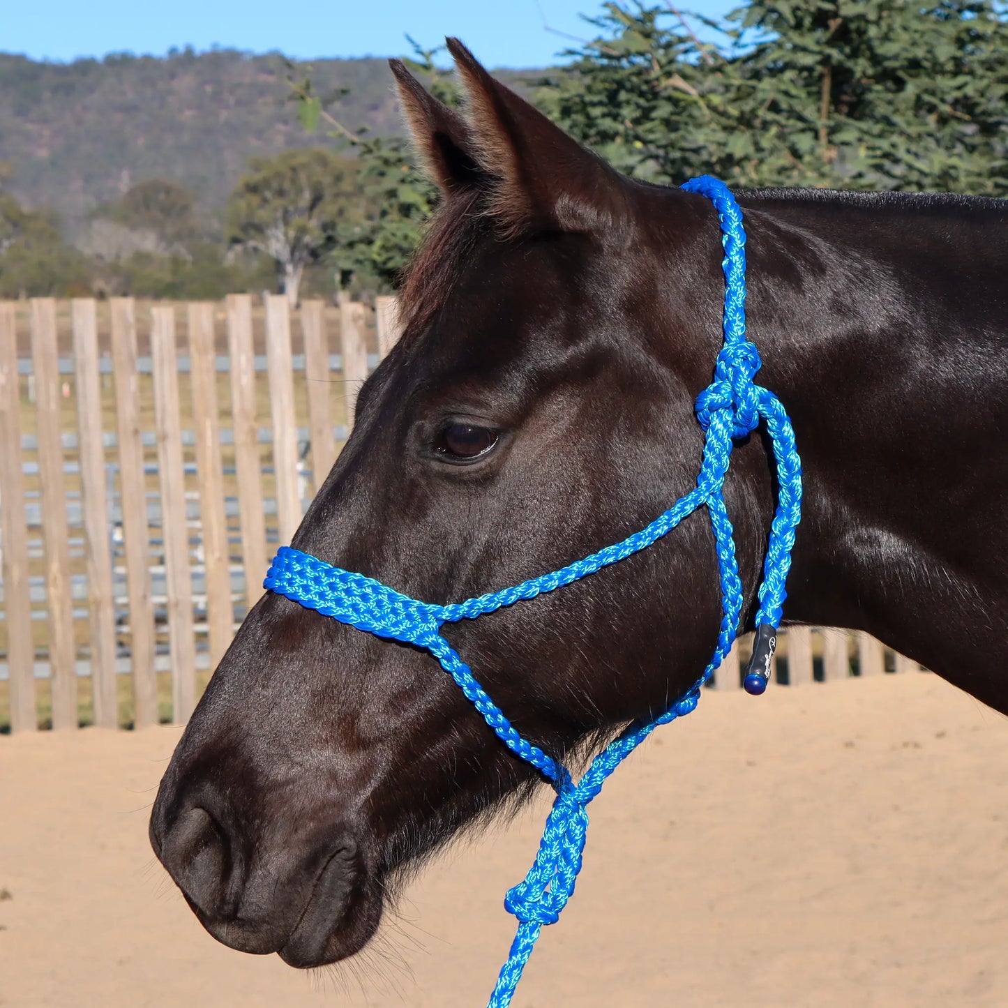 Dustybutts Flat Braid Mule Tape Halter // Blue