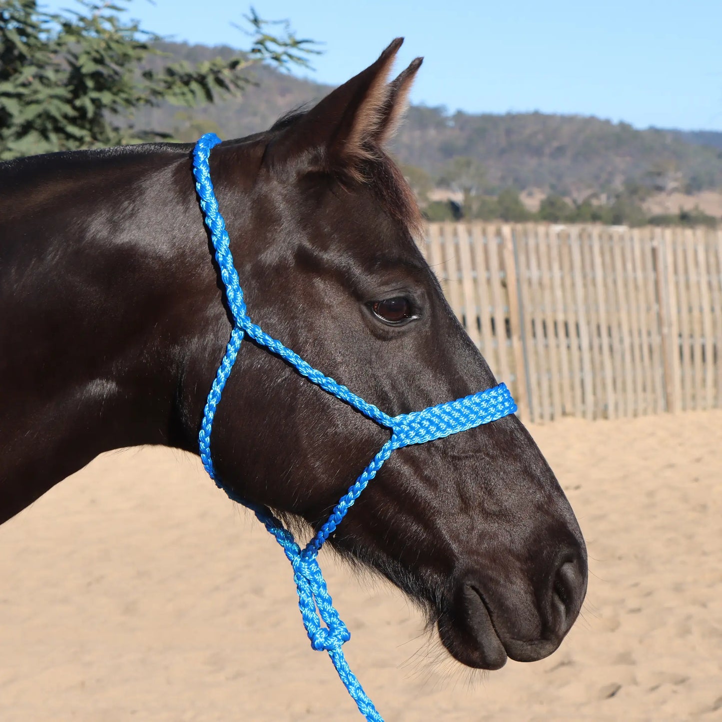 Dustybutts Flat Braid Mule Tape Halter // Blue