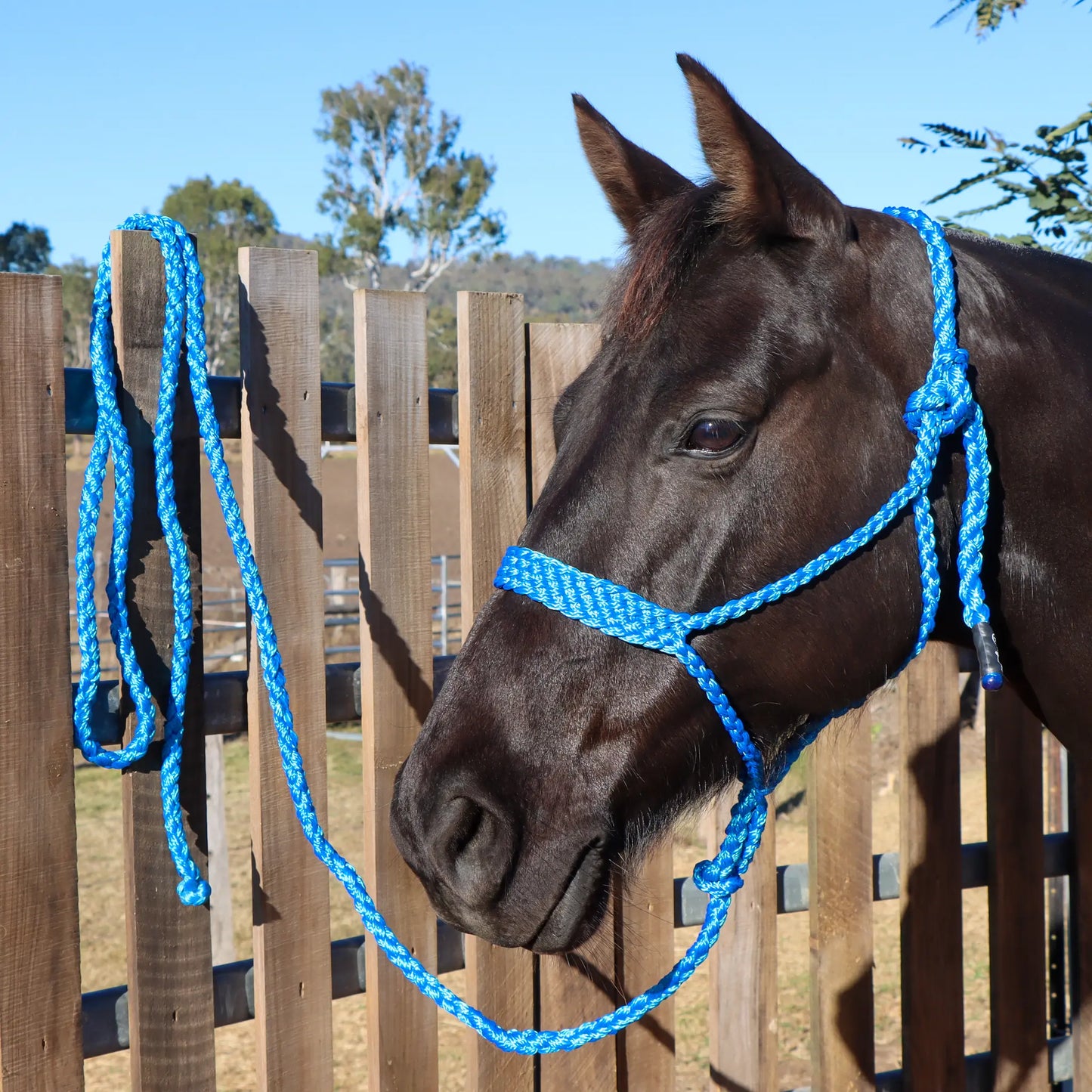 Dustybutts Flat Braid Mule Tape Halter // Blue