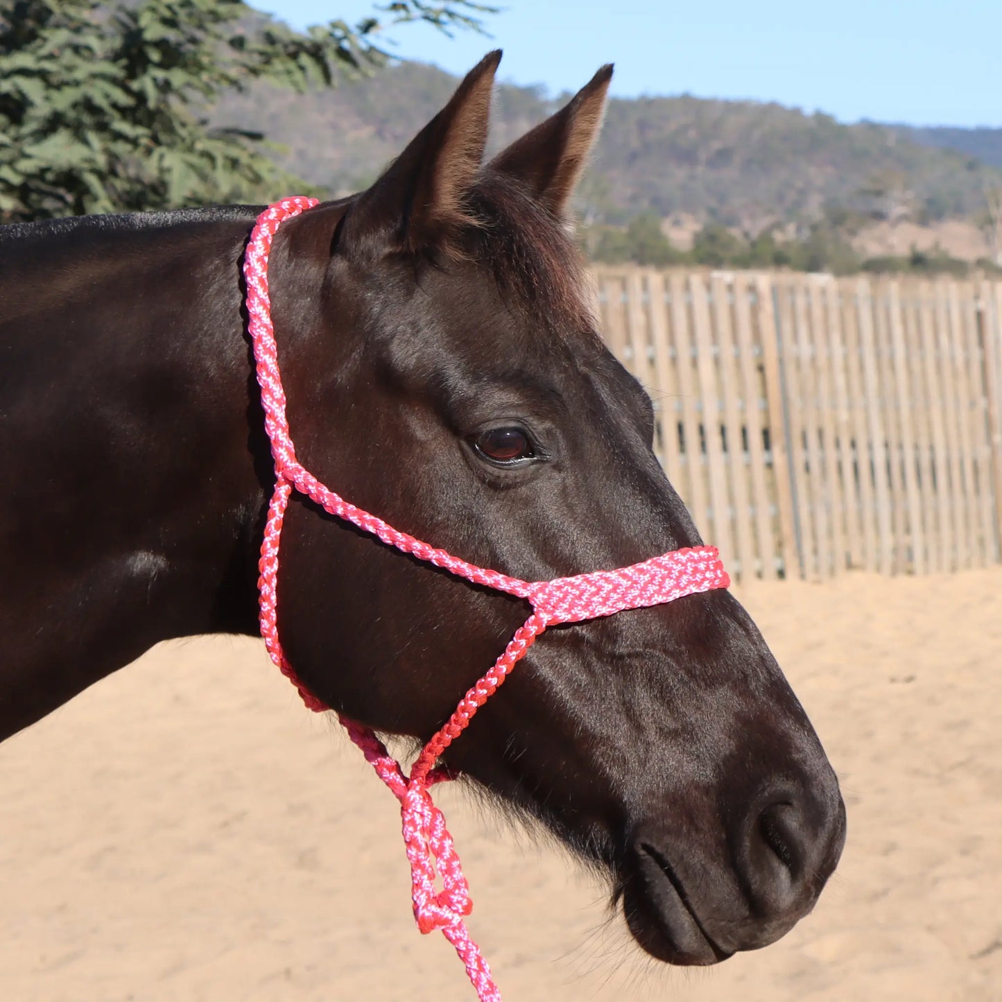 Dustybutts Flat Braid Mule Tape Halter // Hot Pink