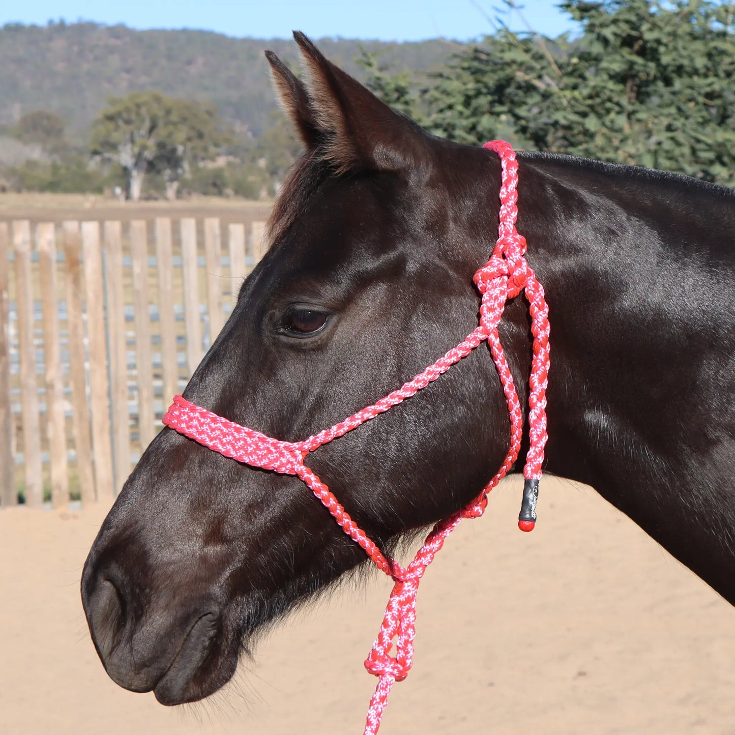 Dustybutts Flat Braid Mule Tape Halter // Hot Pink