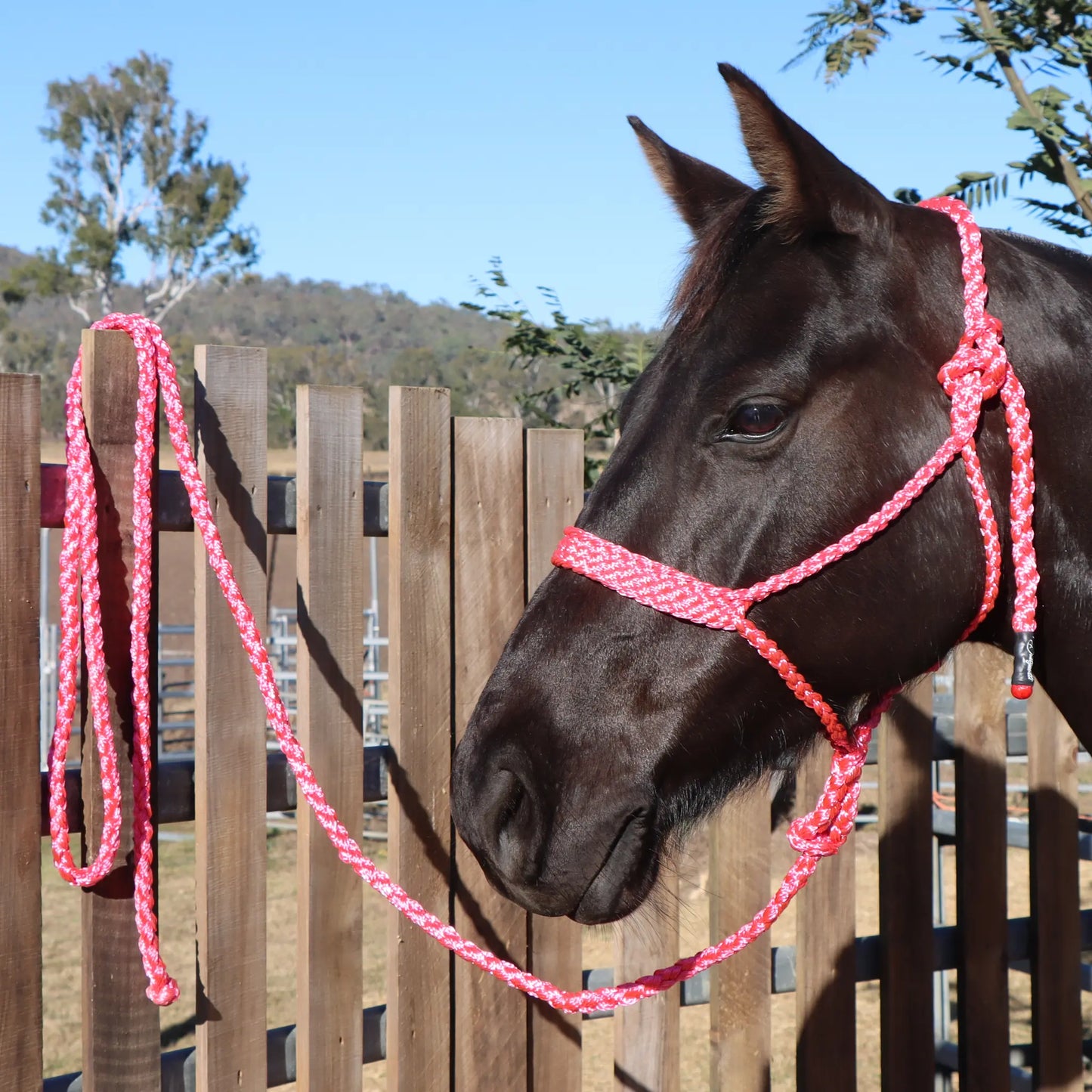 Dustybutts Flat Braid Mule Tape Halter // Hot Pink