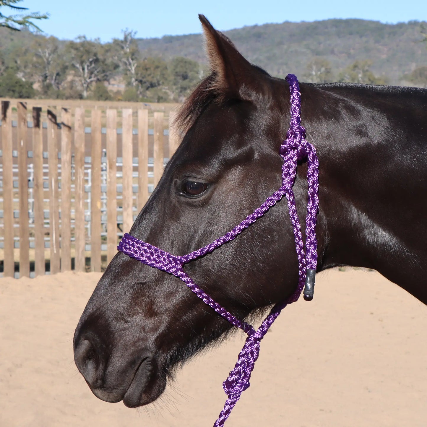 Dustybutts Flat Braid Mule Tape Halter // Purple