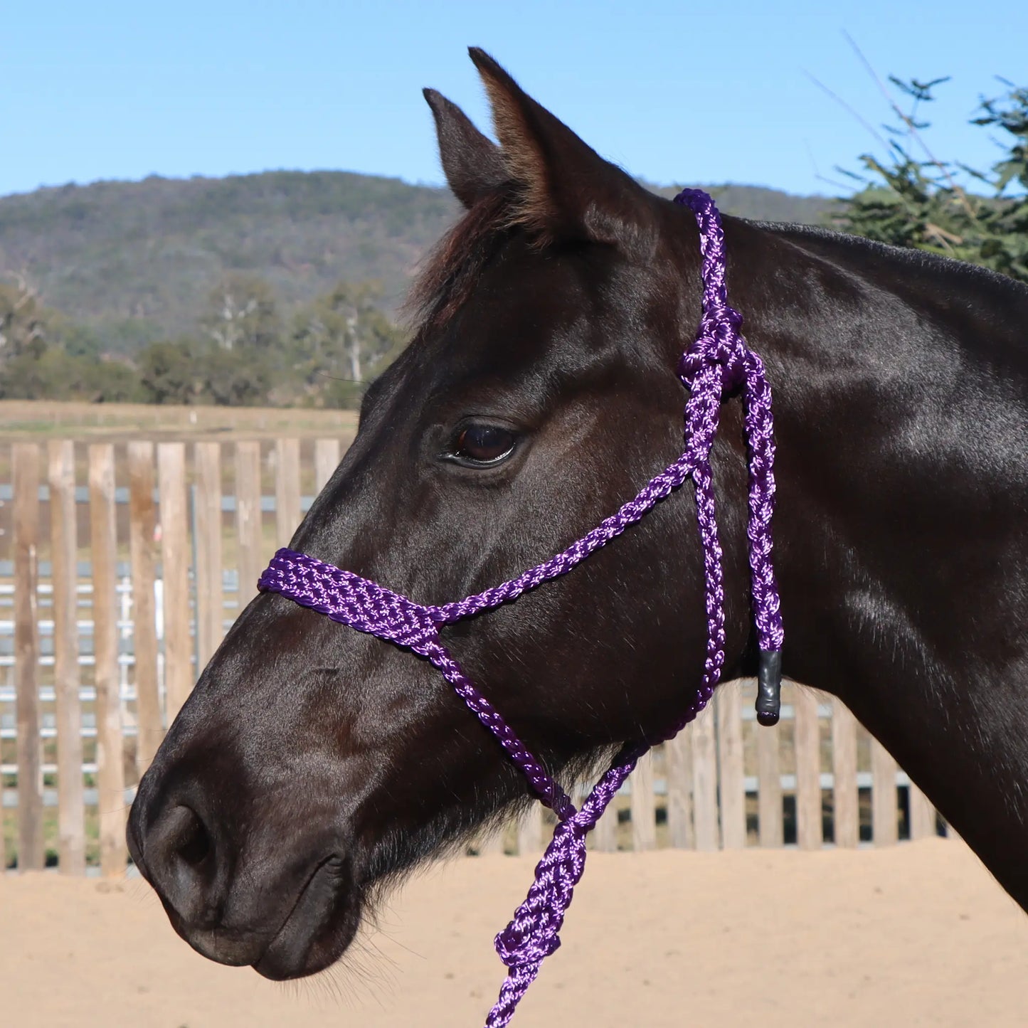 Dustybutts Flat Braid Mule Tape Halter // Purple
