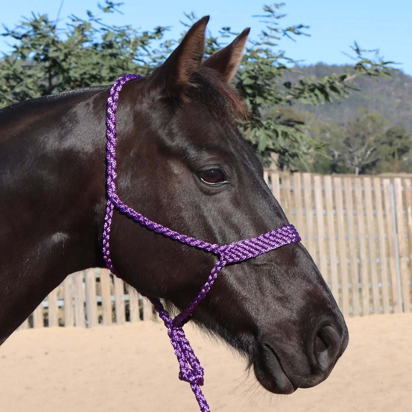 Dustybutts Flat Braid Mule Tape Halter // Purple