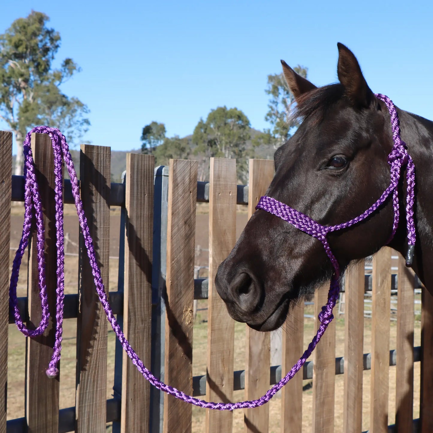 Dustybutts Flat Braid Mule Tape Halter // Purple