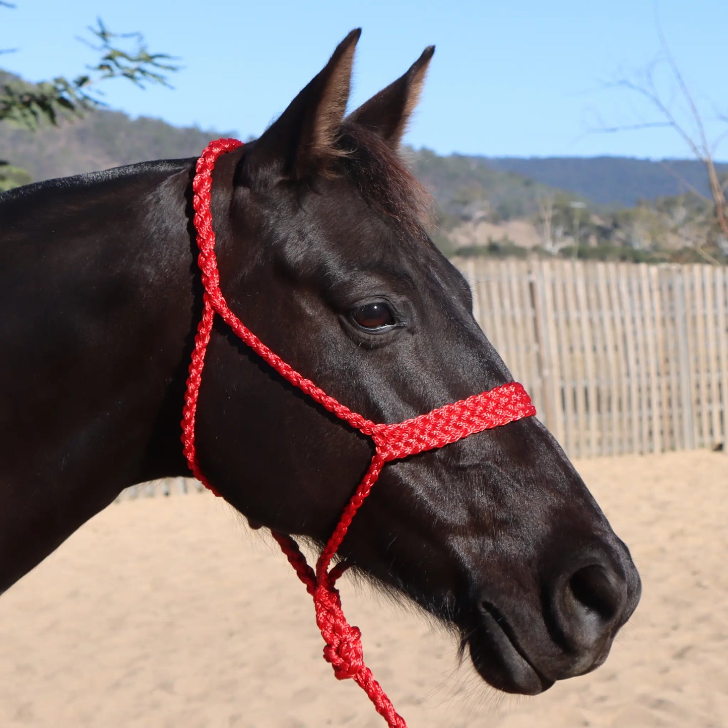 Dustybutts Flat Braid Mule Tape Halter // Red