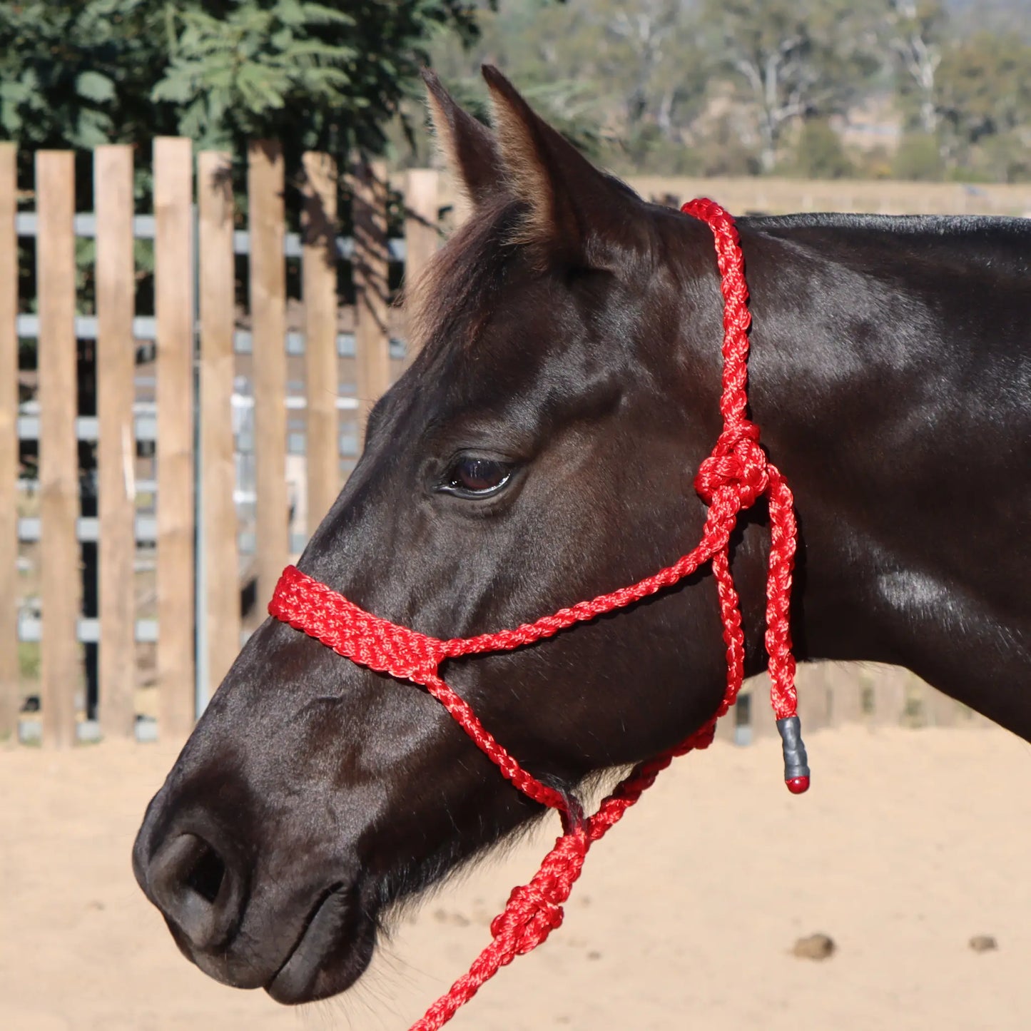 Dustybutts Flat Braid Mule Tape Halter // Red