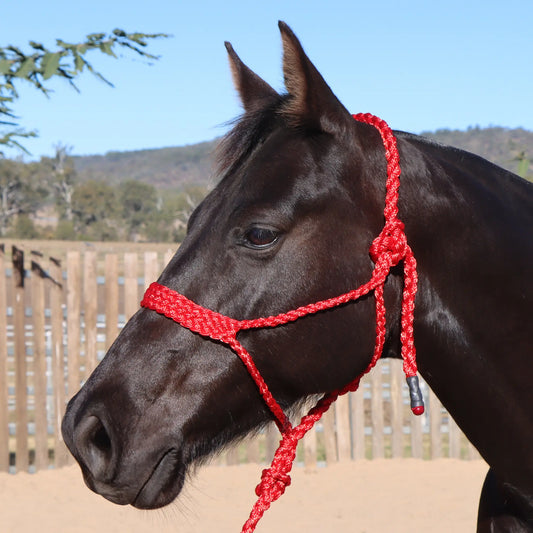 Dustybutts Flat Braid Mule Tape Halter // Red