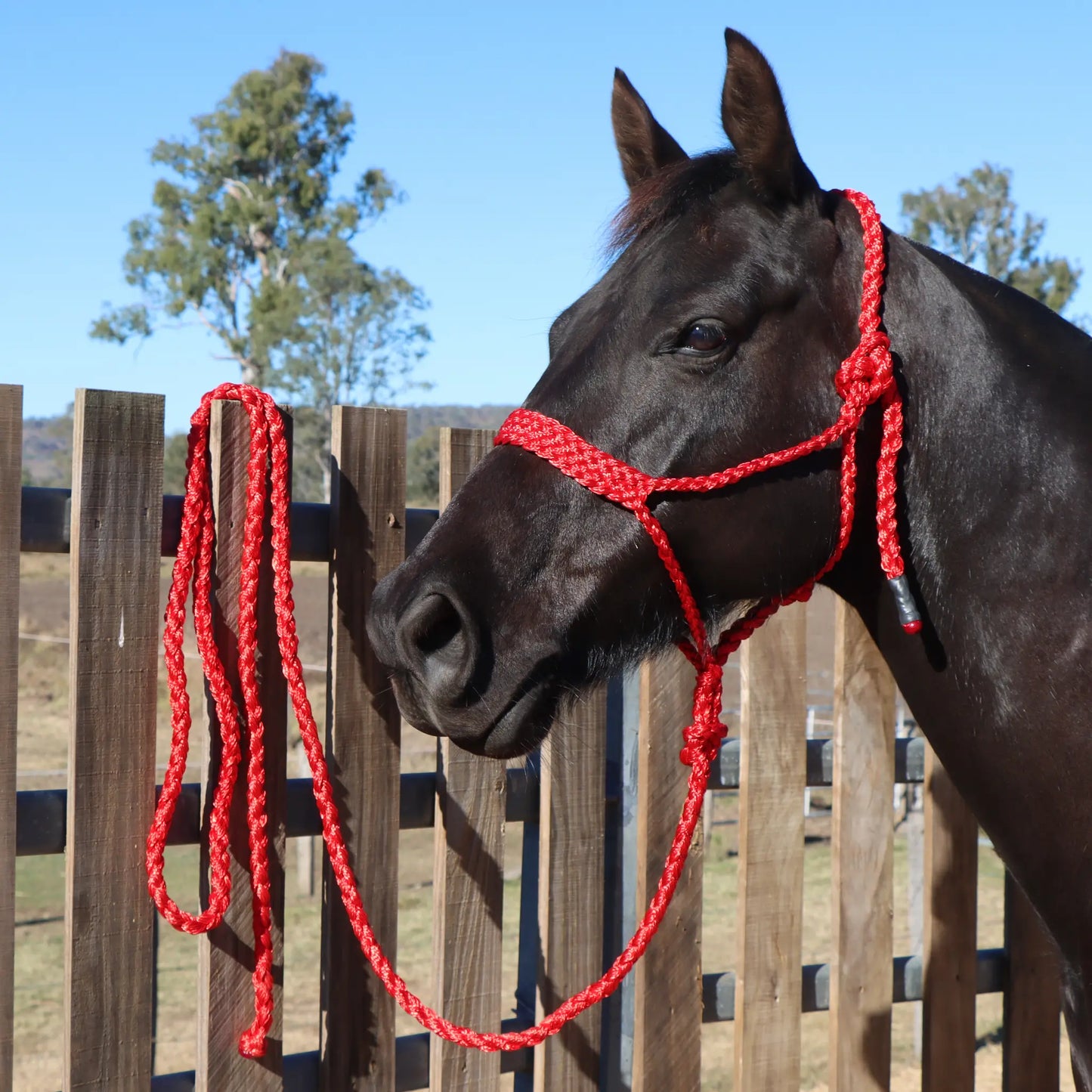Dustybutts Flat Braid Mule Tape Halter // Red