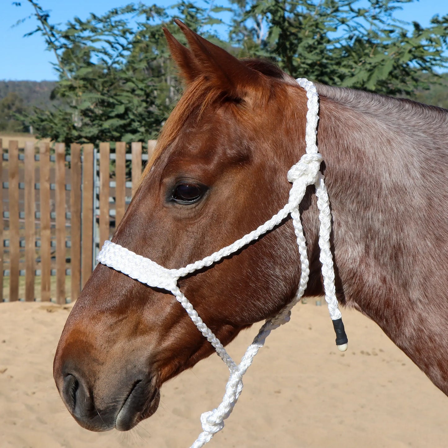Dustybutts Flat Braid Mule Tape Halter // White