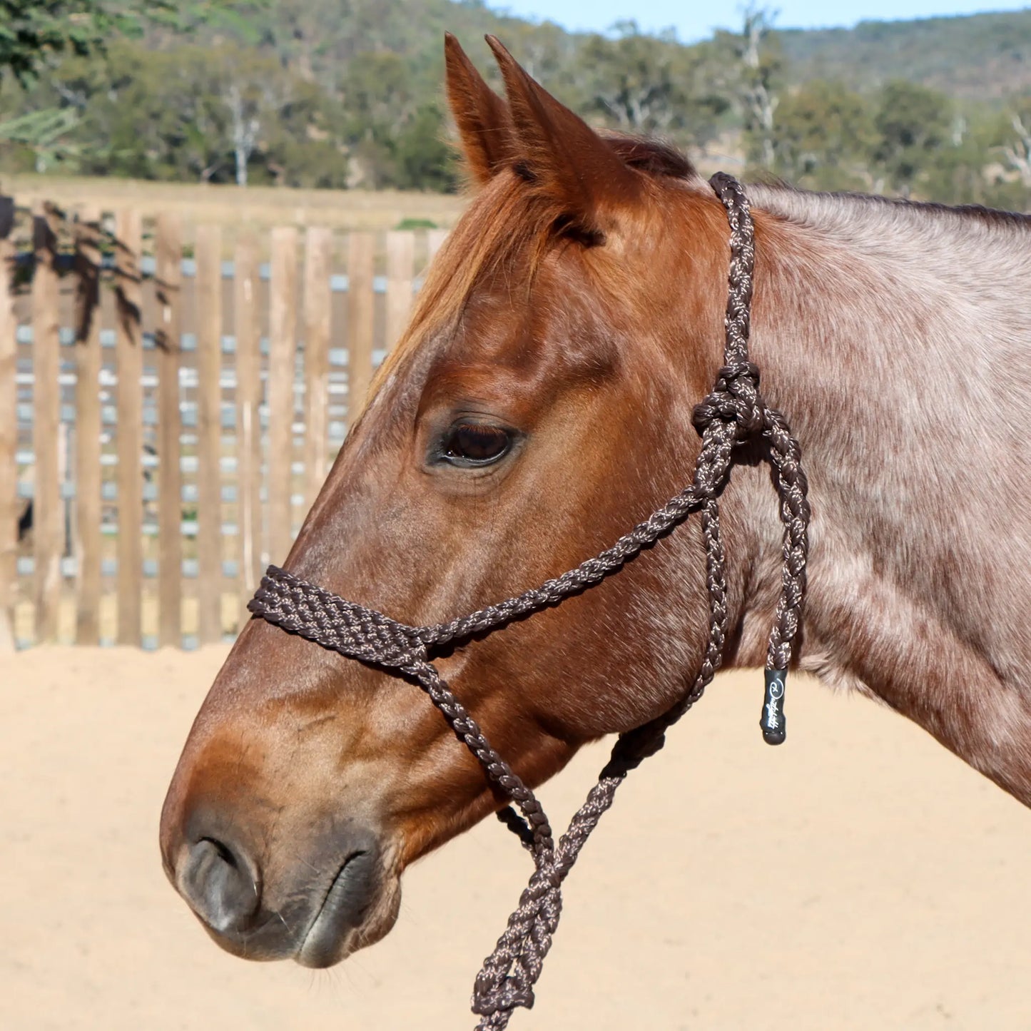 Dustybutts Flat Braid Mule Tape Halter // Brown