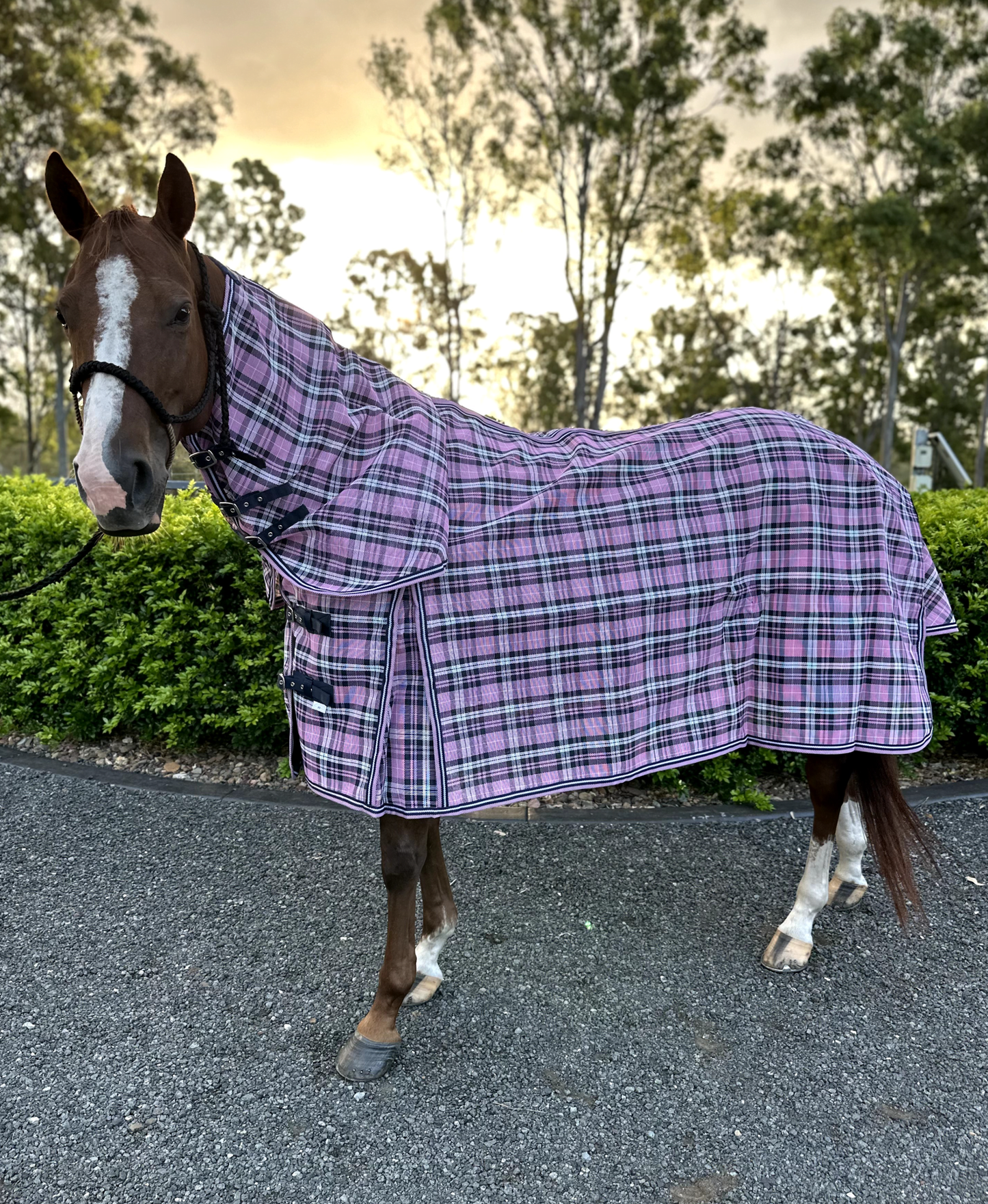 Ruby Rose Pink/Black PVC Shade Mesh Horse Rug Combo -  - Dustybutts Australia